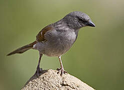 Swainson's Sparrow