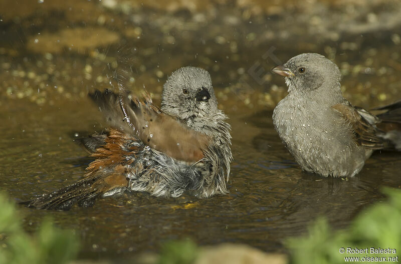 Swainson's Sparrow