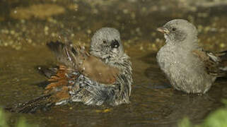 Swainson's Sparrow