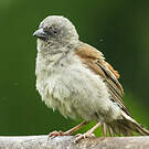 Moineau de Swainson