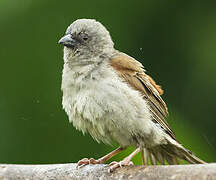 Swainson's Sparrow