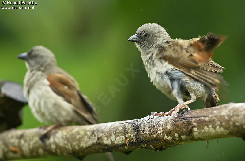 Swainson's Sparrow