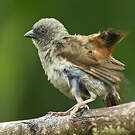 Moineau de Swainson