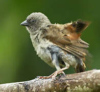 Swainson's Sparrow