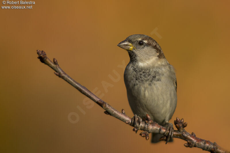 House Sparrow male