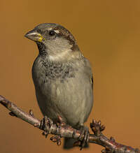 Moineau domestique