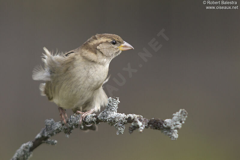 House Sparrow female