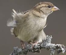 House Sparrow