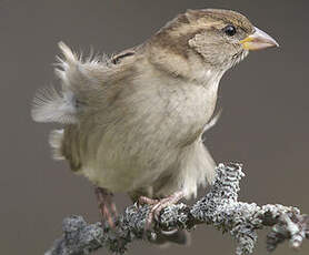 Moineau domestique