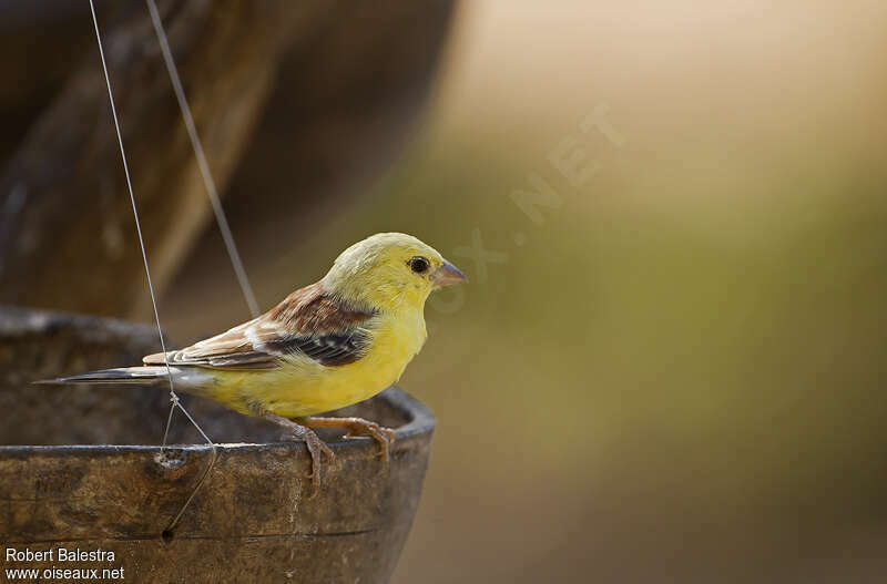 Sudan Golden Sparrow male adult, identification