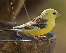 Sudan Golden Sparrow