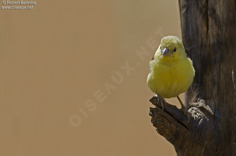 Moineau doré