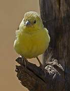 Sudan Golden Sparrow