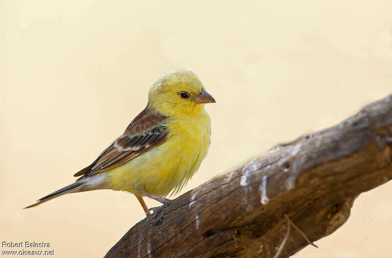 Sudan Golden Sparrow male adult, identification