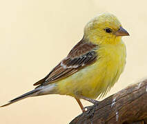 Sudan Golden Sparrow