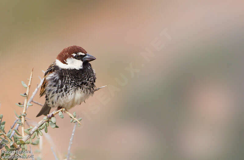 Spanish Sparrow male adult breeding