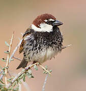 Spanish Sparrow