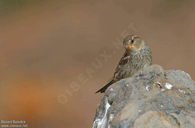 Comment On Dit Oiseau En Espagnol Moineau espagnol femelle adulte - roba196236
