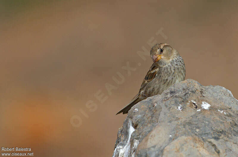 Spanish Sparrow female adult, identification