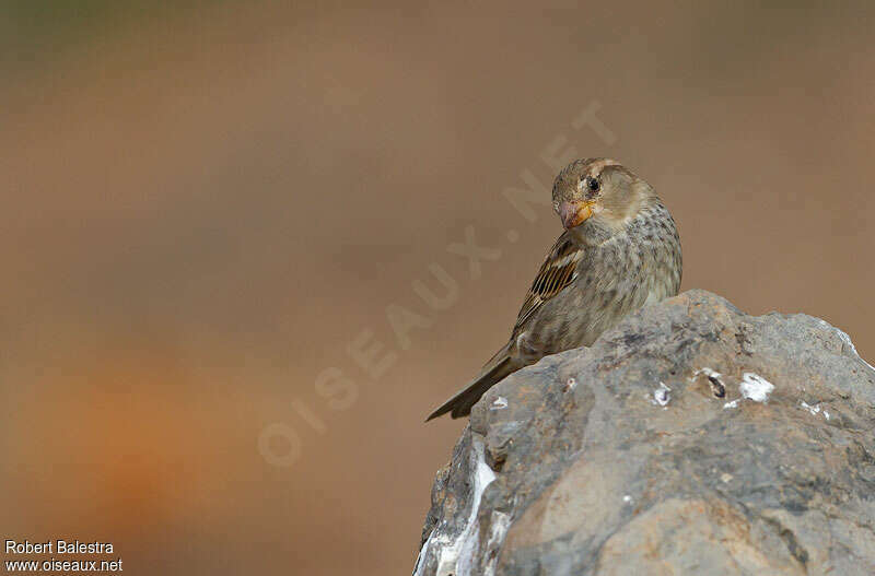 Moineau espagnol femelle adulte, identification