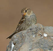 Spanish Sparrow