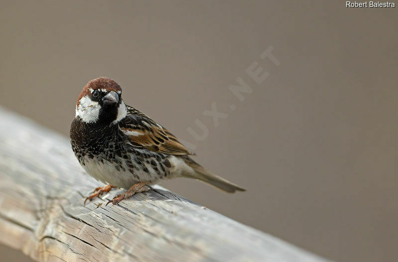 Moineau espagnol mâle