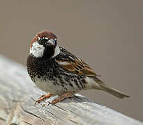 Spanish Sparrow