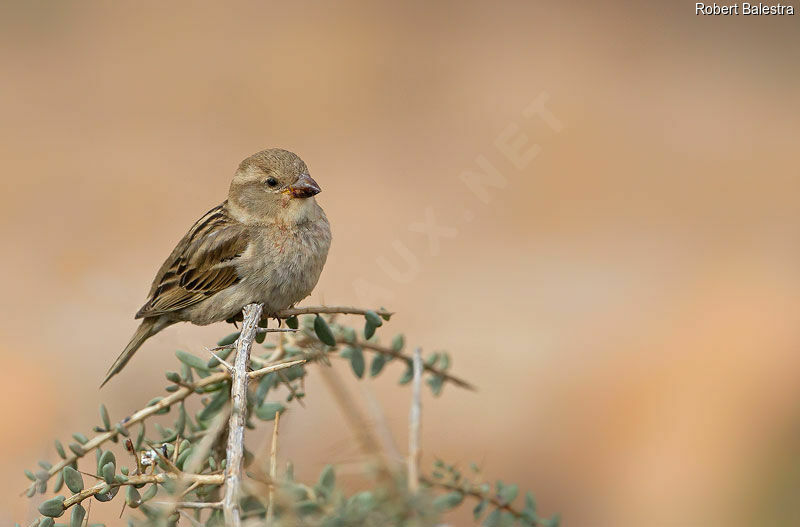 Moineau espagnol femelle