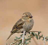 Spanish Sparrow