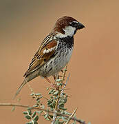 Spanish Sparrow