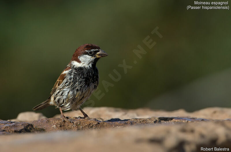 Spanish Sparrow male