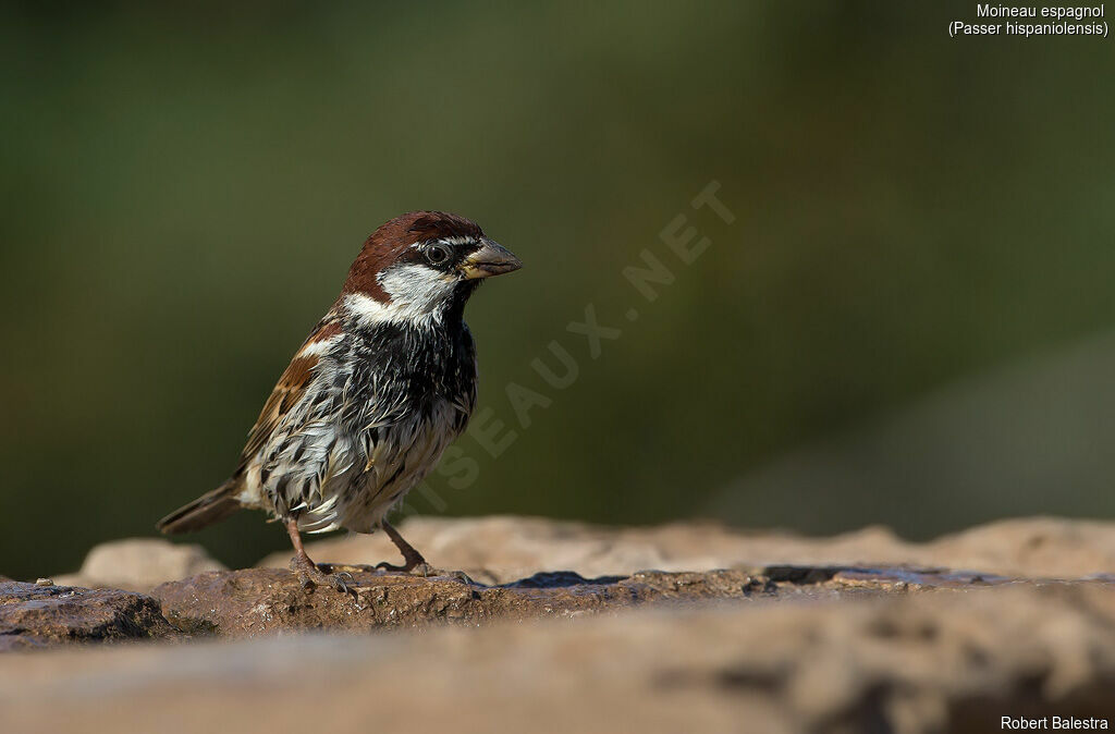 Spanish Sparrow male