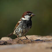 Moineau espagnol