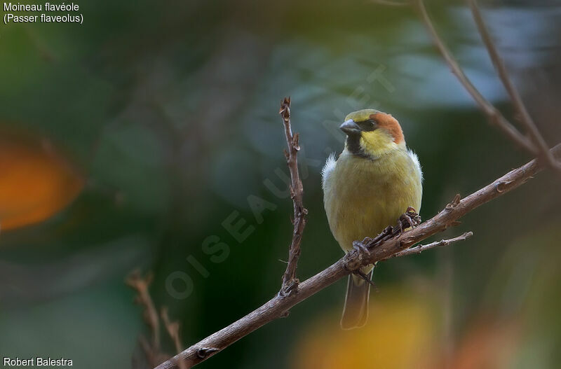 Plain-backed Sparrow male