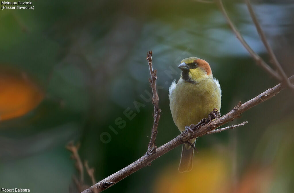 Moineau flavéole mâle