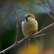 Plain-backed Sparrow