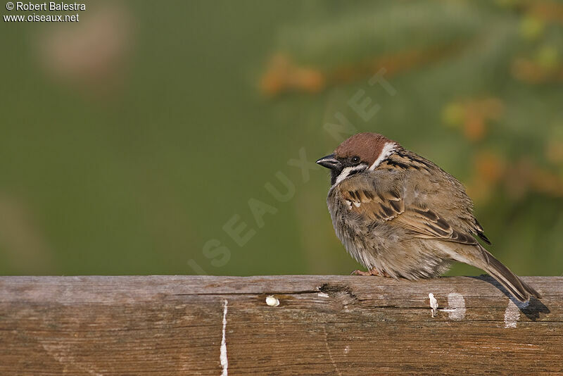 Eurasian Tree Sparrow