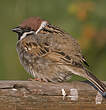 Moineau friquet