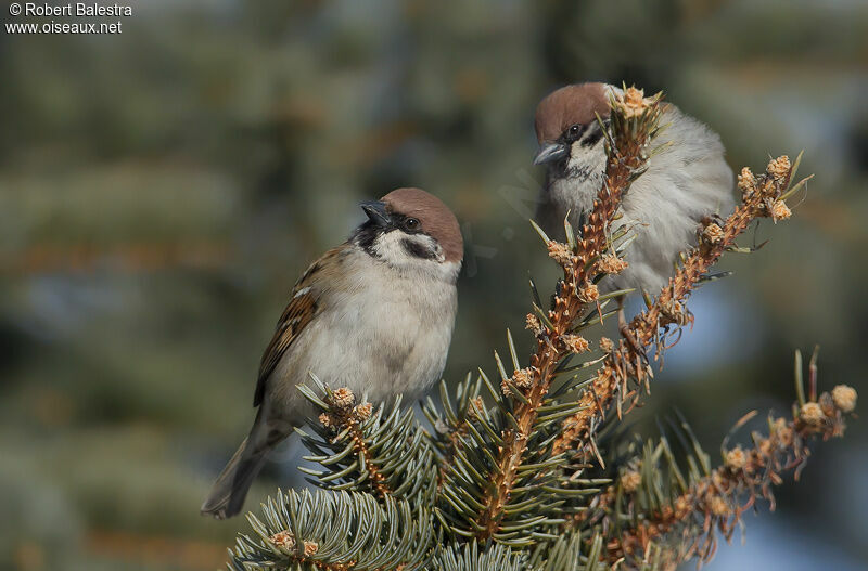 Eurasian Tree Sparrow 