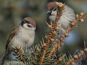 Moineau friquet
