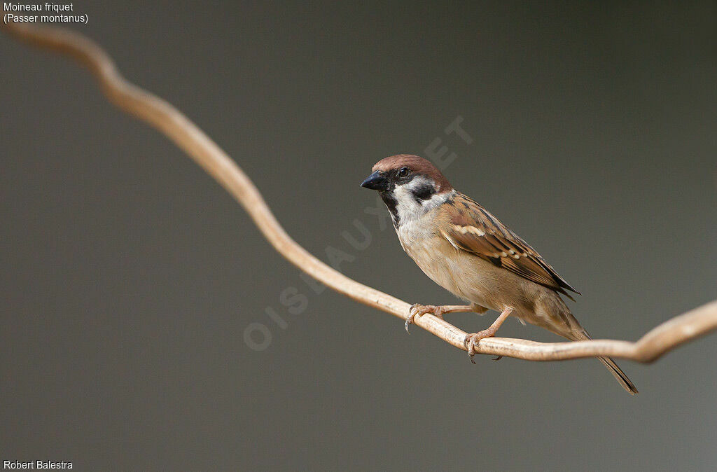 Moineau friquet