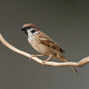 Eurasian Tree Sparrow