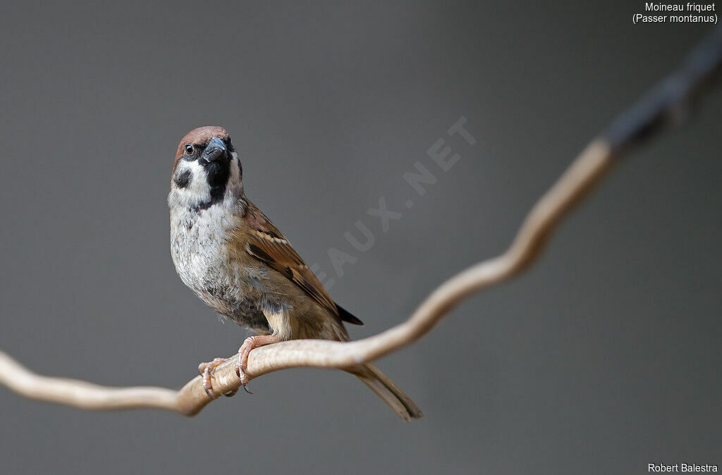 Eurasian Tree Sparrow