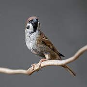 Eurasian Tree Sparrow