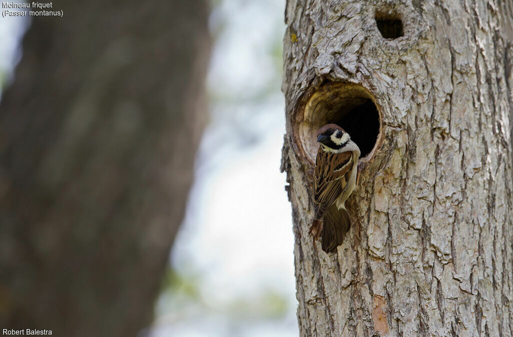 Eurasian Tree Sparrow male, Reproduction-nesting