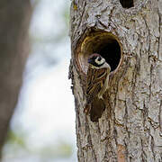 Eurasian Tree Sparrow