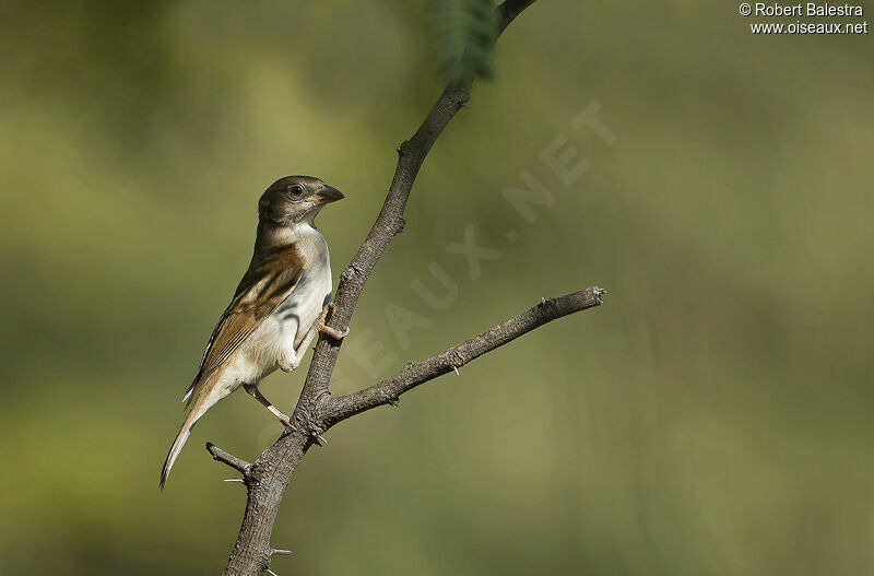 Northern Grey-headed Sparrow