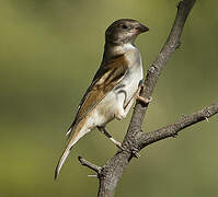 Northern Grey-headed Sparrow