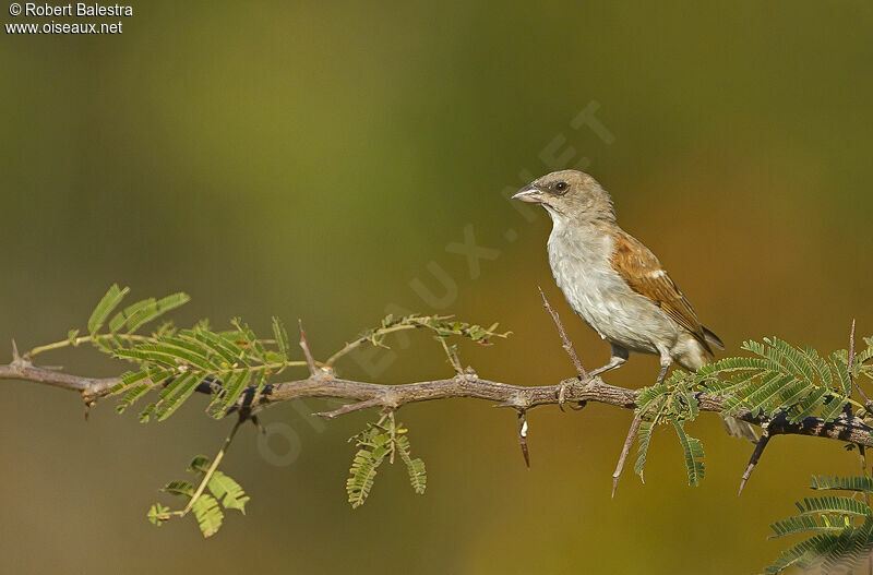 Northern Grey-headed Sparrow