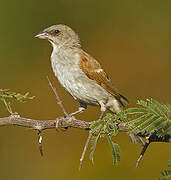 Northern Grey-headed Sparrow